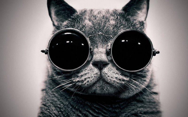 cat with glasses